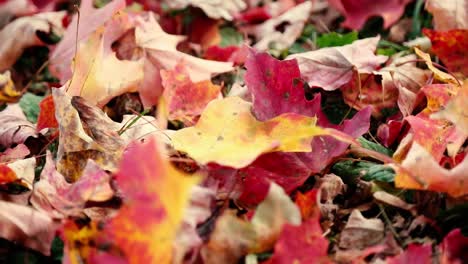 Rotgelbe-Und-Orangefarbene-Herbstblätter-Landen-Während-Der-Herbstsaison-Auf-Dem-Gewachsenen-Waldboden