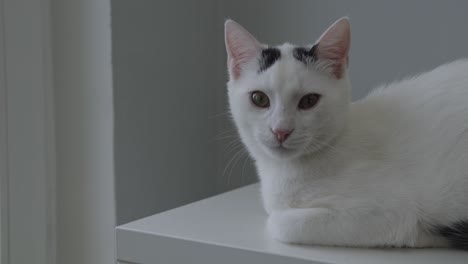 Weiße-Katze-Mit-Schwarzen-Flecken,-Die-Liegen-Und-Sich-Umsehen