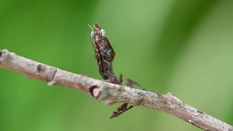 Seen-perched-from-the-other-side-of-the-twig-while-vibrating-its-antennae-subtly-and-this-insect-is-so-tiny,-Parablepharis-kuhlii,-Mantis,-Southeast-Asia