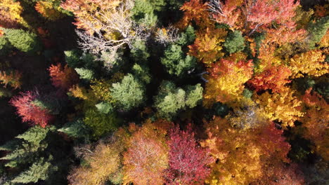 Bunte-Bäume-Des-Algonquin-Parks,-Kanada-Im-Herbst---Draufsicht