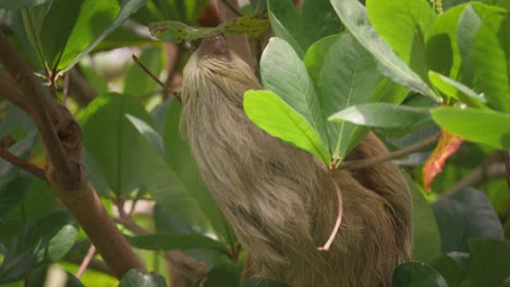 Adorable-furry-two-toed-sloth-hanging-from-branch-in-tropical-forest,-Costa-Rica
