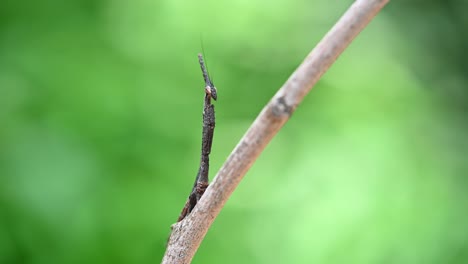 Seen-pretending-to-be-part-of-the-twig-while-shaking-its-head-facing-the-camera-then-turns-its-head-to-the-right-slowly