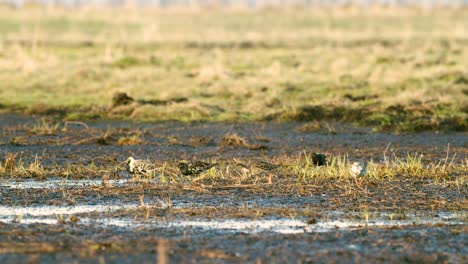 Black-tailed-godwit-and-a-flock-of-ruff-birds-during-spring-migration-on-wetlands-flooded-meadow-feeding