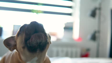Closeup-with-agitated-french-bulldog-barking-at-his-owner
