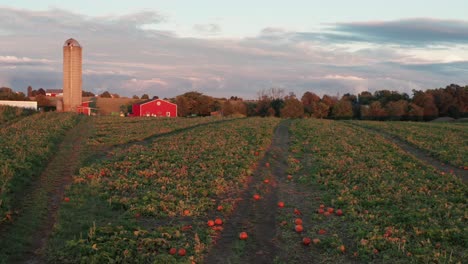Aerial-of-orange-pumpkins-in-field-at-golden-hour
