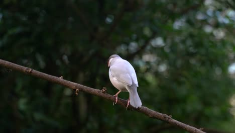 Einsamer-Java-sperlingsfink,-Der-Auf-Einem-Zweig-Eines-Baums-In-Einer-Grünen-Tropischen-Umgebung-Sitzt