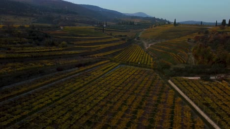 Scenic-yellow-and-green-vineyard-fields-on-hills-in-Valpolicella,-Verona,-Italy-in-autumn-after-grape-harvest-for-Ripasso-wine-by-sunset-surrounded-by-traditional-farms