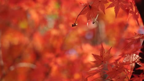Red-And-Orange-Maple-tree-leaves-closeup-in-Autumn-forest,-shallow-depth-of-field