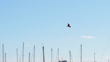 Seagull-flying-above-a-marine-with-blue-sky-in-the-background