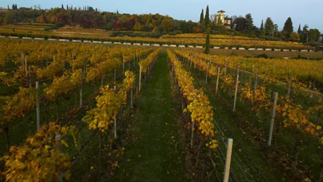 Scenic-aerial-drone-4K-flying-along-a-yellow-and-green-vineyard-field-on-hills-in-Valpolicella,-Verona,-Italy-in-autumn-after-harvest-of-grapes-for-red-wine-by-sunset-surrounded-by-traditional-farms