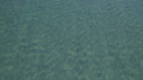 Dugong-Schwimmt-Unter-Dem-Seichten-Und-Klaren-Great-Keppel-Island---Weißer-Sandstrand-In-Australien