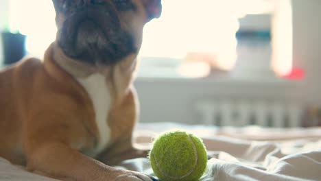 Braune-Französische-Bulldogge,-Die-Mit-Tennisball-Auf-Dem-Bett-Liegt