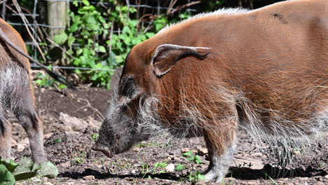 Zoologischer-Park-In-Frankreich:-Enger-Blick,-Zwei-Warzenschweine,-Die-Auf-Den-Boden-Schauen,-Braunes-Fell