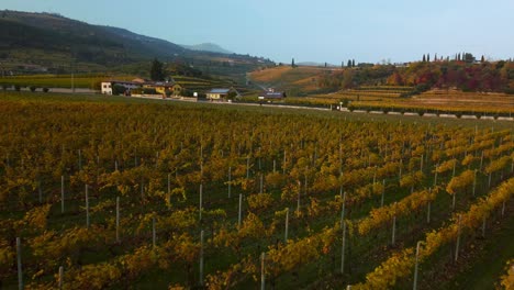 Scenic-aerial-drone-4K-flying-over-a-yellow-and-green-vineyard-field-on-hills-in-Valpolicella,-Verona,-Italy-in-autumn-after-harvest-of-grapes-for-red-wine-by-sunset-surrounded-by-traditional-farms