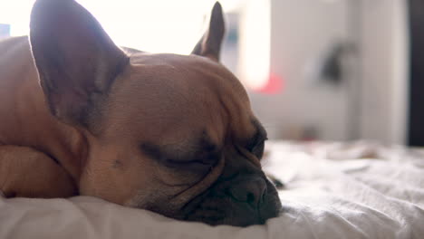 Close-up-shot-of-sleepy-French-Bull-Dog-lying-on-bed-and-resting,-distracted-by-camera-film