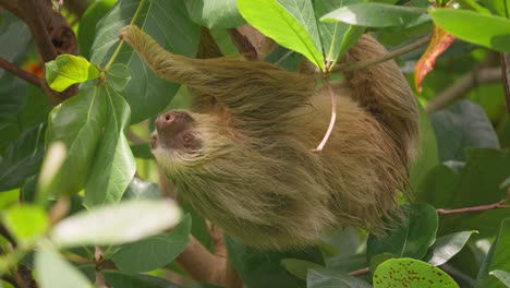 Two-toed-sloth-hanging-upside-down-grabbing-leaf-with-claws,-foraging-behavior