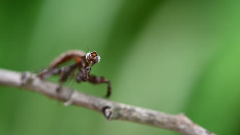 Seen-on-top-of-a-twig-as-it-shakes-it-body-then-faces-to-the-camera-quickly,-Parablepharis-kuhlii,-Mantis,-Southeast-Asia