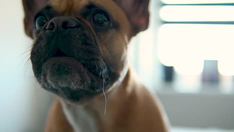 Closeup-with-brown-french-bulldog-barking.-Slow-motion