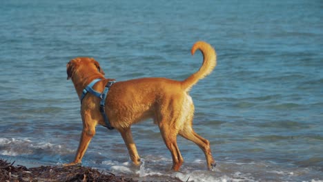 Mature-Golden-labrador-walking-beach-shoreline