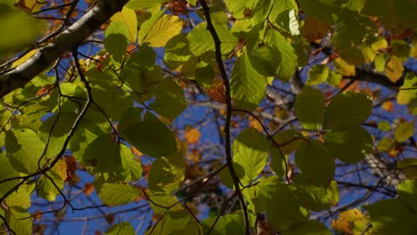Blätter-Des-Baumes-Wiegen-Sich-Von-Der-Leichten-Brise-Am-Herbsttag-Mit-Blauem-Himmelshintergrund