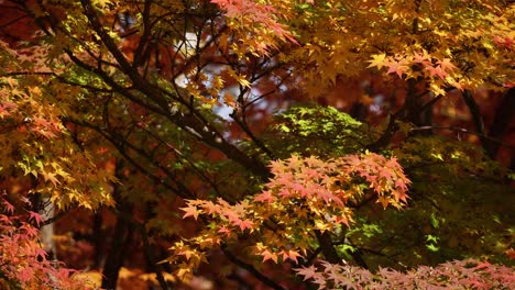 Autumn-maple-tree-branches-with-orange,-yellow-and-red-color-leaves-in-November-Forest