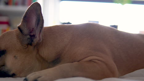 Close-up-pan-shot-of-puppy-French-Bulldog-resting-on-soft-bed-at-home-during-daytime