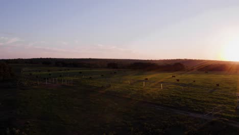 Cows-grazing-in-pasture-on-Texas-ranch-at-sunset-golden-hour-with-sunflare-orbiting-spinning-aerial-drone-shot-4k