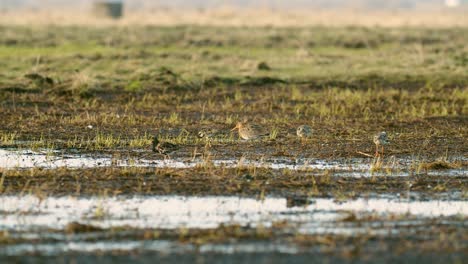 Black-tailed-godwit-and-a-flock-of-ruff-birds-during-spring-migration-on-wetlands-flooded-meadow-feeding