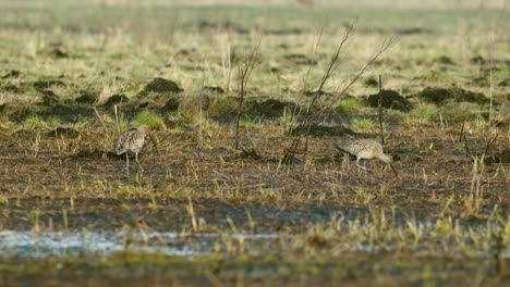 Eurasian-curlew-and-Eurasian-whimbrel-walking-and-feeding-side-by-side-during-spring-migration