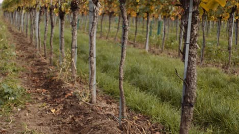 Tilt-up-reveal-shot-of-neat-grapevine-row-in-Austrian-vineyard