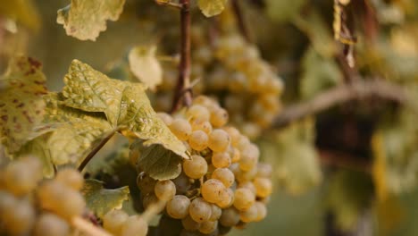 Detailed-close-up-shot-inside-a-vineyard-row-with-ripe-white-grapes
