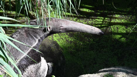 zoological-park-in-France:-a-tapir-looks-around-him,-while-being-in-a-murky-and-green-water-of-a-pond