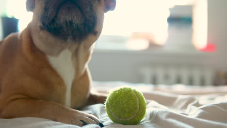 Französische-Bulldogge,-Die-Mit-Einem-Tennisball-Auf-Dem-Bett-Liegt---Nahaufnahme