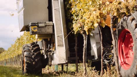 Vineyard-row-violently-shakes-during-grape-harvest-by-mechanical-picker