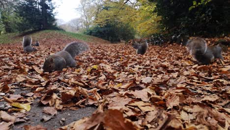 Playful-squirrels-foraging-for-peanuts-between-red-autumn-leaves-on-park-pathway