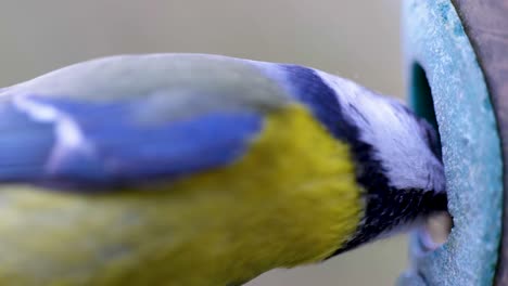 HD-Super-slow-motion-cinematic-macro-shot-of-a-bird-flying-to-a-bird-feeder-and-eating-seeds