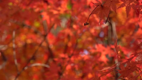 Orange-Maple-leaf-dancing-hanging-on-spiderweb-fiber-in-Autumn-forest---macro