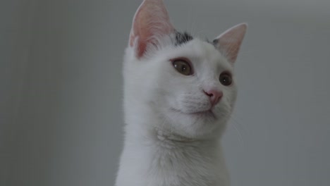 White-Cat-Looking-Around-Bottom-View-Close-Up-Center