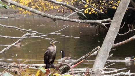Cormorant-perched-on-wetland-lake-tree-branch-in-national-park-habitat