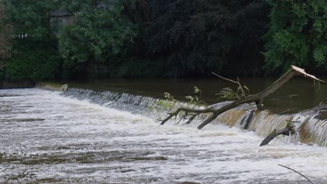 Strong-resilient-salmon-or-sea-trout-leaping-up-a-fast-flowing-waterfall-on-the-River-Wear-Durham-to-spawn-upstream