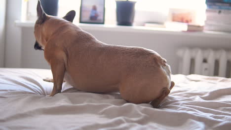 Zeitlupe-Der-Süßen-Französischen-Bulldogge,-Die-Bei-Sonnenlicht-Im-Hintergrund-Auf-Einem-Gemütlichen,-Weichen-Bett-Im-Innenbereich-Liegt---Entspannend-Und-In-Der-Sonne-Ruhend