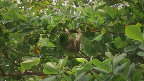 Sloth-climbing-on-branch-through-lush-green-canopy-of-Central-American-jungle