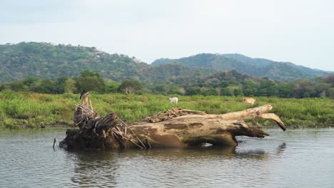 Costa-Rica-Tarcoles-Flusslandschaft,-Wunderschöne-Grüne-Landschaft-Beim-Fortbewegen-Und-Reisen-Auf-Einer-Touristischen-Bootstour-Durch-Die-Natur,-Provinz-Puntaras,-Mittelamerika