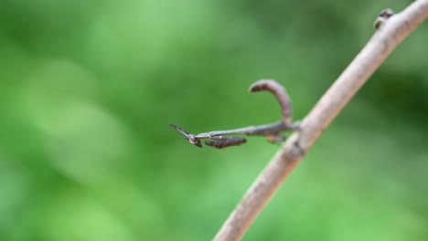 Seen-on-a-twig-facing-down-while-shaking-its-forelegs-and-tail,-Praying-Mantis,-Phyllothelys-sp