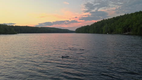Loons-Fish-on-a-Lake-at-Sunset