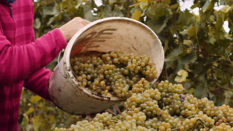 Harvested-white-grapes-from-vineyard-thrown-onto-heap,-slowmo-shot