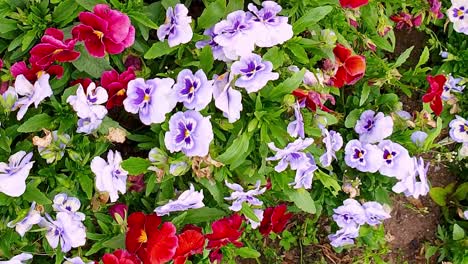 Beautiful-garden-with-multicolored-flowers,-sideways-view