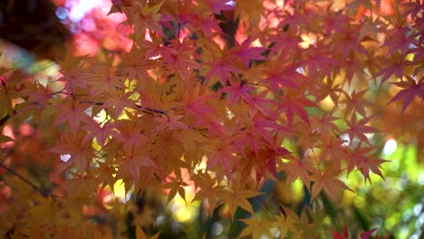 Close-up-of-beautiful-Japanese-Momiji-Maple-leaf-tree-in-slow-motion