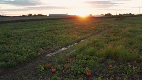 Low-truck-shot-of-flooded-pumpkin-field-at-sunset,-sunrise-in-October