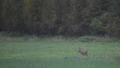 Roe-deer,-capreolus-capreolus,-standing-on-grassland-in-early-morning-time